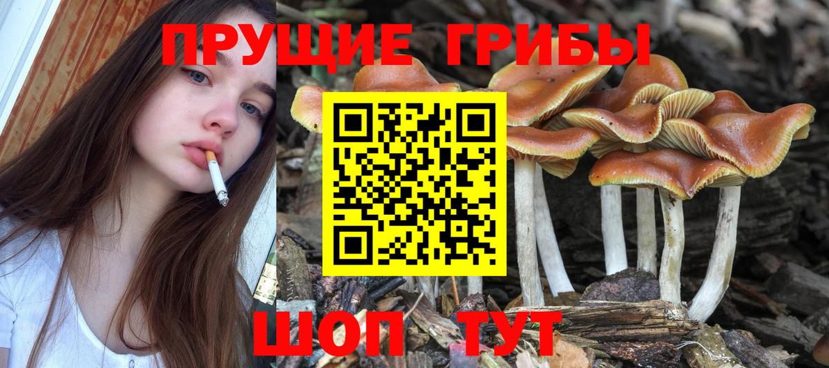 Псилоцибиновые грибы Psilocybe Кизляр